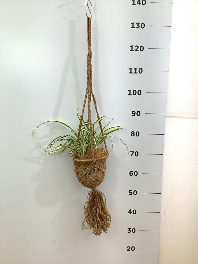 オリヅルラン | 観葉植物の通販ならHitoHana（ひとはな）
