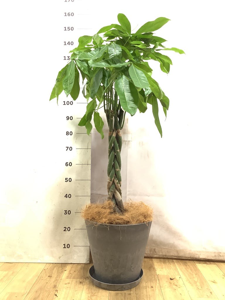 パキラ 8号 | 観葉植物の通販ならHitoHana(ひとはな) パキラ 8号 | 観葉植物の通販ならHitoHana(ひとはな)
