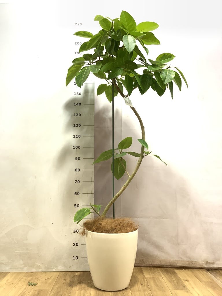 フィカス アルテシーマ 曲がり | 観葉植物通販 Hitohana（ひとはな）
