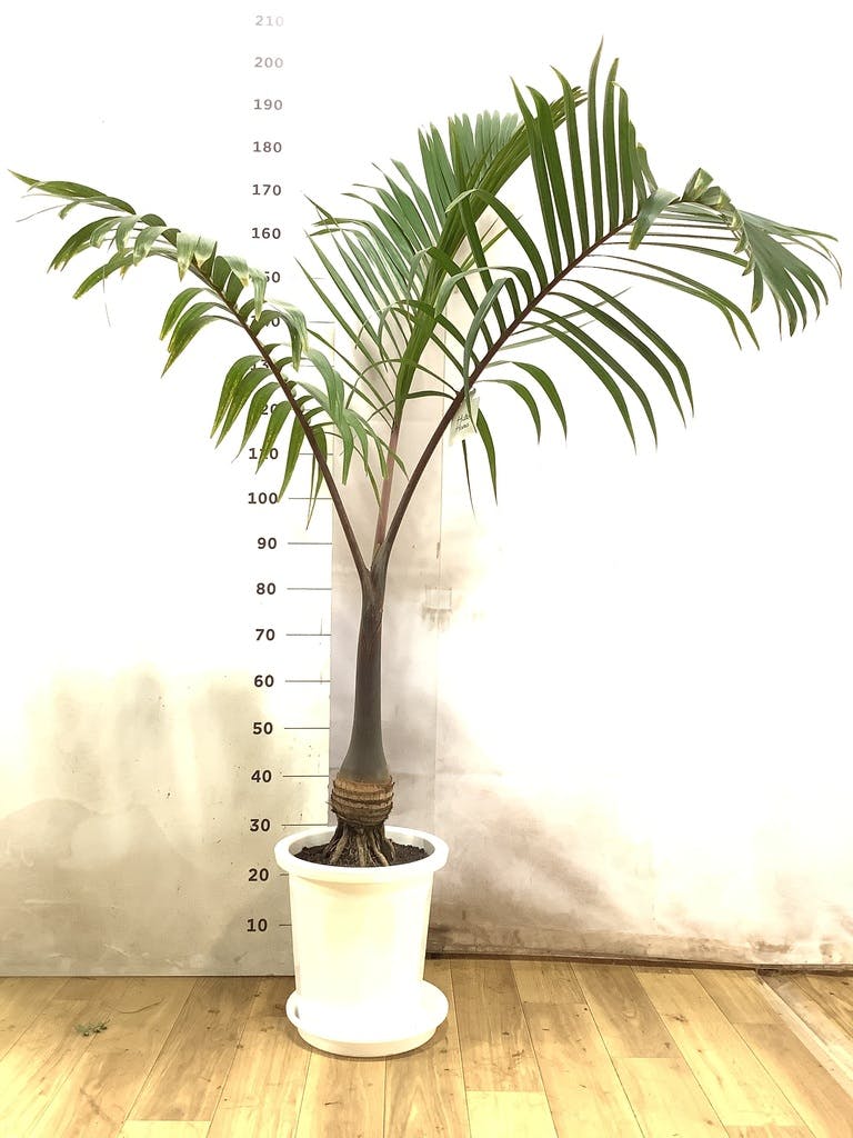 美株‼️特大‼️トックリヤシ　鉢ごと 観葉植物 トックリヤシ 10号 プラスチック鉢 | 観葉植物ならHitoHana