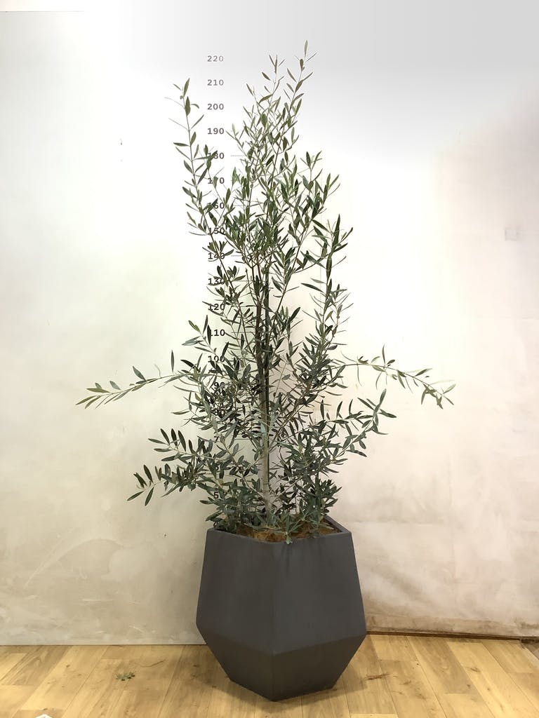 グレーの鉢カバー付きの観葉植物 10号 | 観葉植物の鉢ならHitoHana