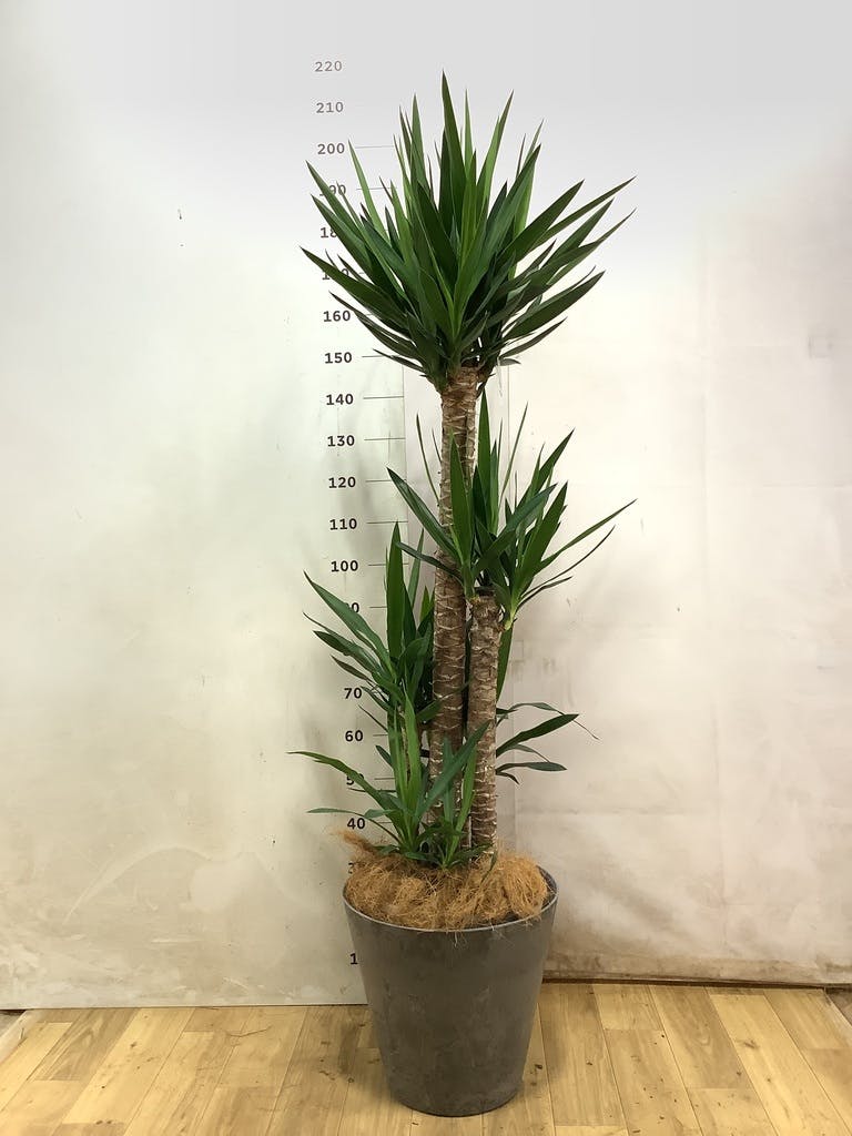 ユッカ 大型 | 観葉植物通販HitoHana(ひとはな)