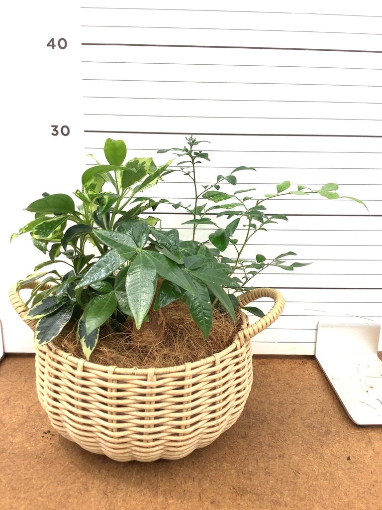 パキラ 1点もの | 観葉植物の通販ならHitoHana(ひとはな) パキラ 1点もの | 観葉植物の通販ならHitoHana(ひとはな)