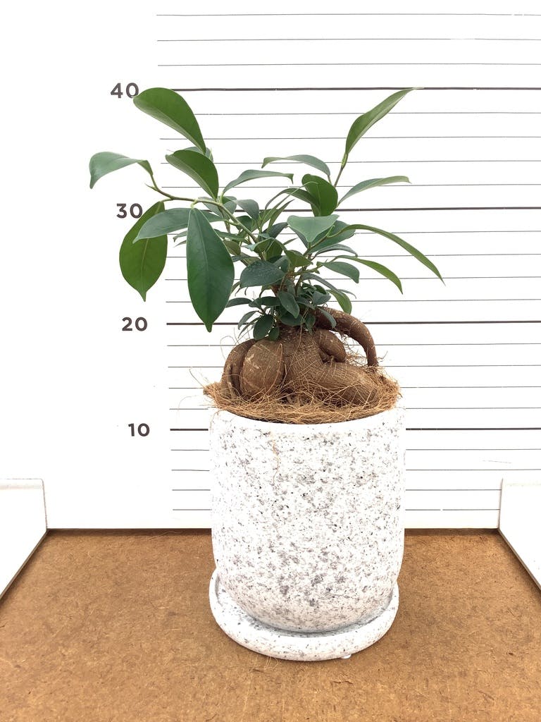 ガジュマル パンダ 8号 | 観葉植物通販HitoHana(ひとはな)
