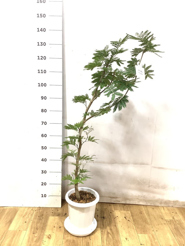 エバーフレッシュ 8号 | 観葉植物 | インテリアやギフトに - Hitohana