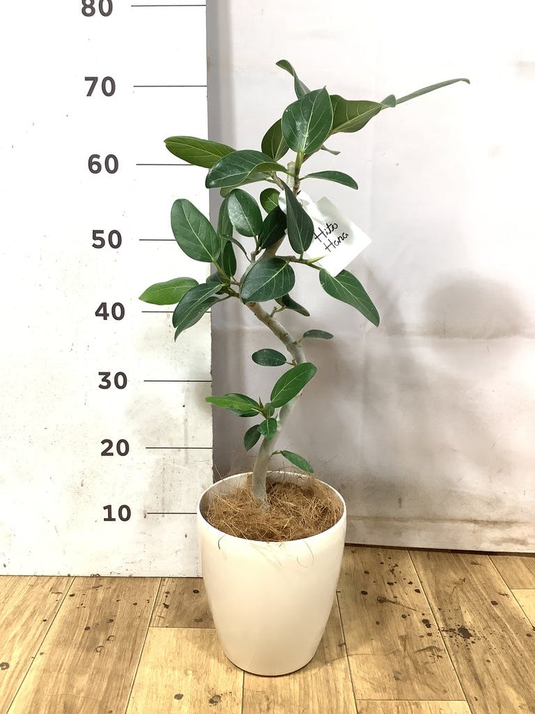 フィカス ベンガレンシス 5号 | 観葉植物通販 HitoHana（ひとはな）