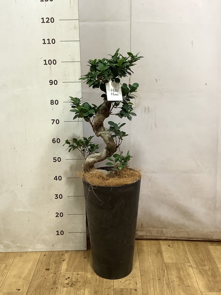 ガジュマル 8号 | 観葉植物通販HitoHana(ひとはな)