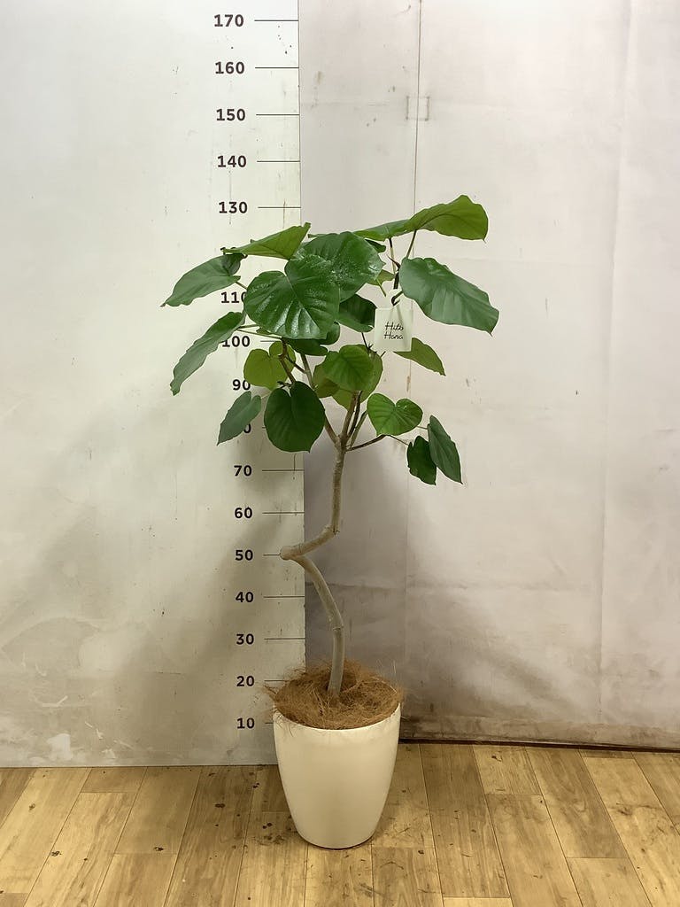 フィカス ウンベラータ 曲がり | 観葉植物通販 HitoHana（ひとはな）