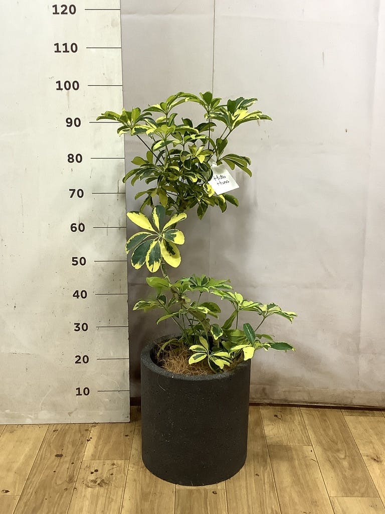 シェフレラ（カポック） 7号 | 観葉植物の通販ならHitoHana（ひとはな）