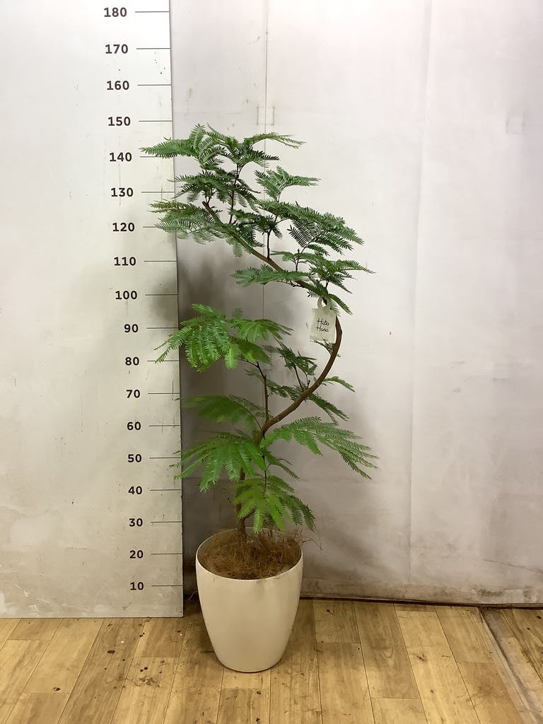 エバーフレッシュ 8号 | 観葉植物 | インテリアやギフトに - Hitohana
