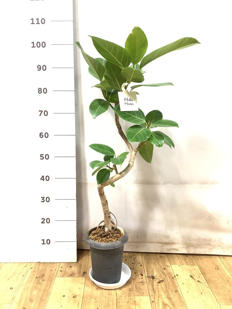 フィカス アルテシーマ 6号 | 観葉植物 | インテリアやギフトに