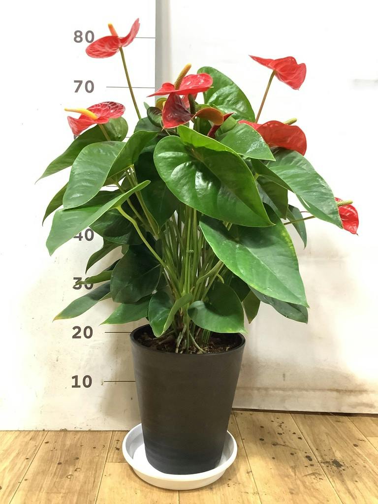 アンスリウム 7号 | 観葉植物の通販ならHitoHana（ひとはな）
