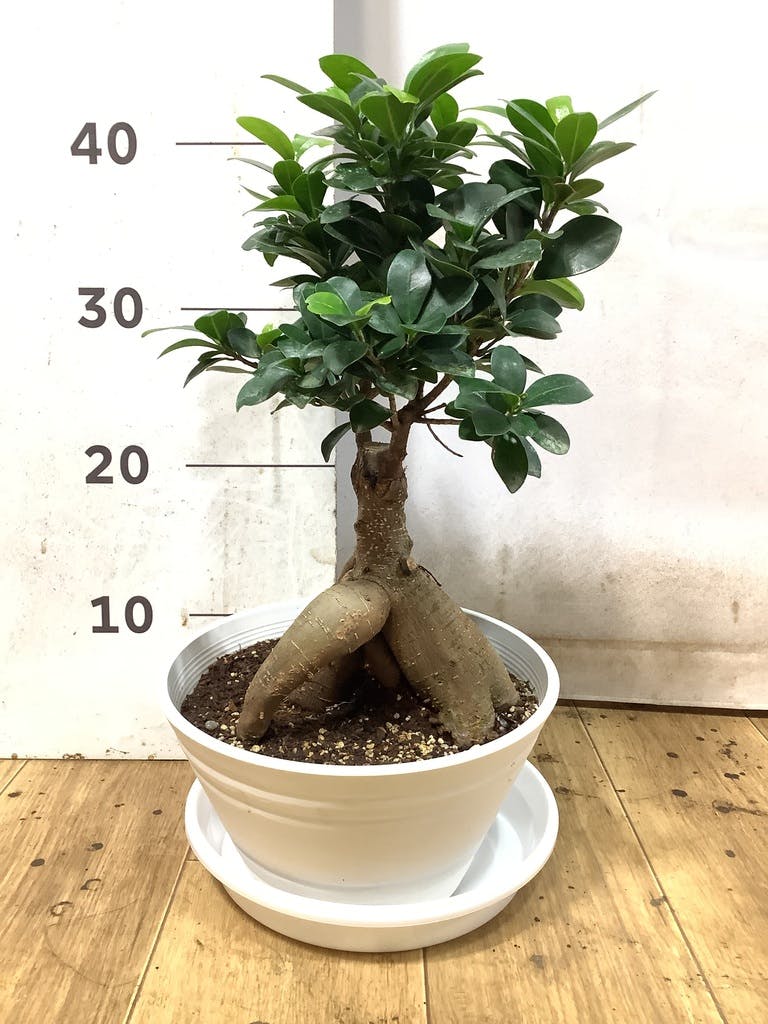 ガジュマル 7号 | 観葉植物通販HitoHana(ひとはな)