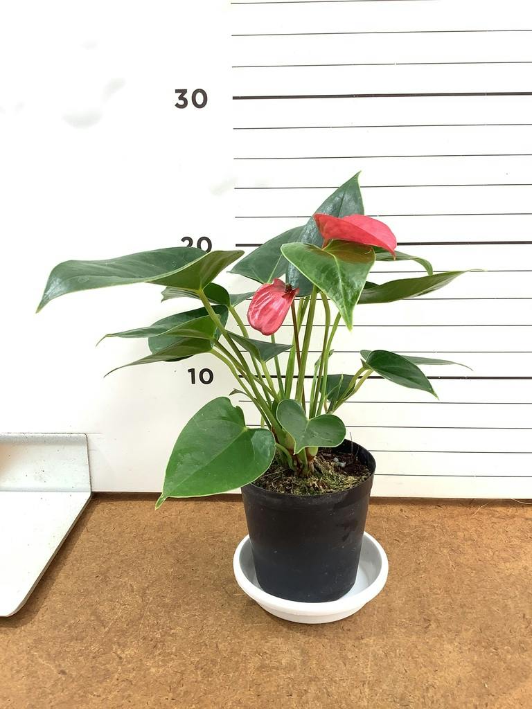 アンスリウム 3号 | 観葉植物ならHitoHana