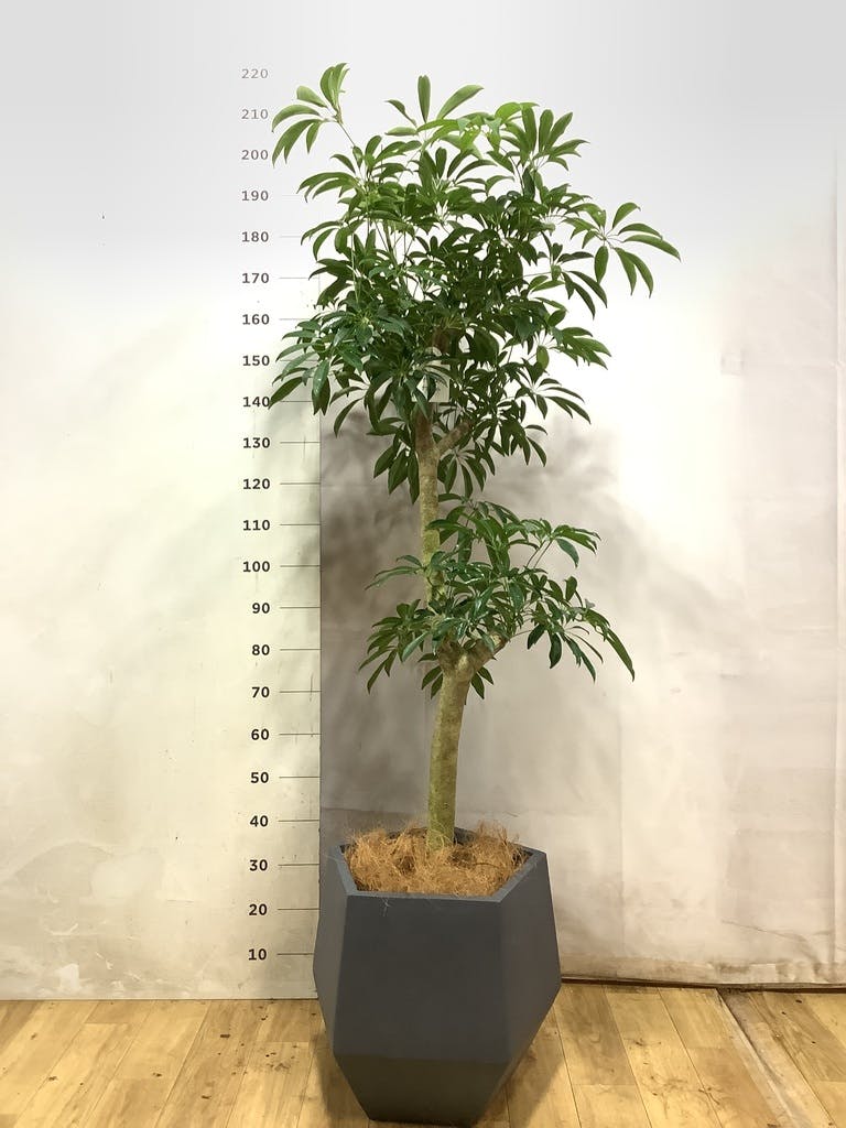 観葉植物 カポック（シェフレラ） 【170cm】 10号 グリーンブレイズ