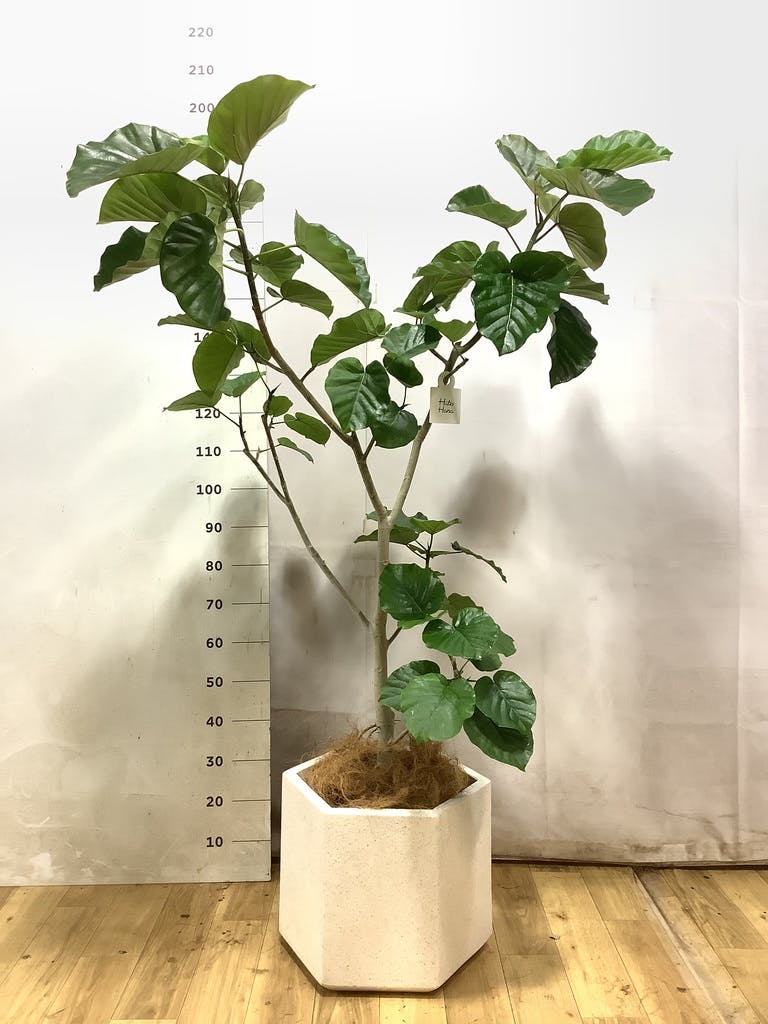 観葉植物 フィカス ウンベラータ 【200cm】 10号 #72131 ※1都3県配送