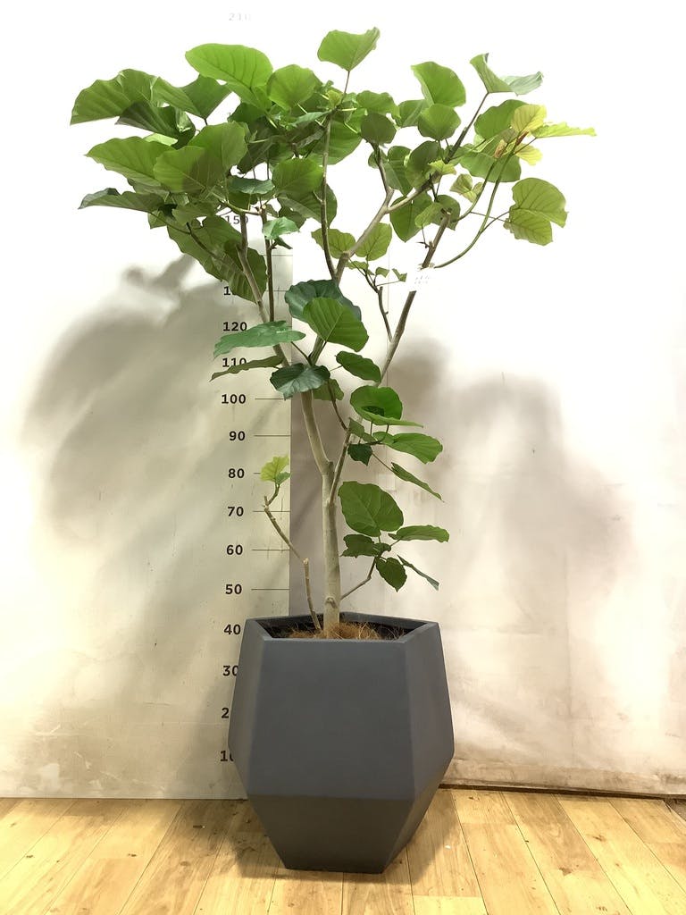 ウンベラータ 10号 | 観葉植物の通販ならHitoHana（ひとはな）