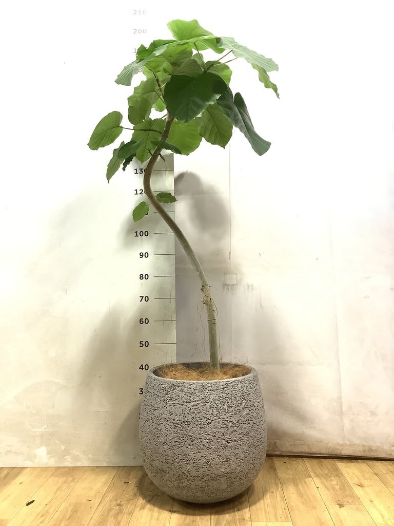 ウンベラータ 10号 | 観葉植物の通販ならHitoHana（ひとはな）