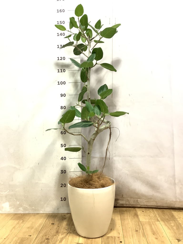 観葉植物 フィカス ベンガレンシス 8号 曲り ライム ドゥオ ユーポット