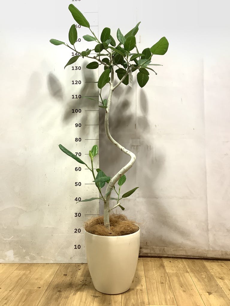 フィカス ベンガレンシス 8号 曲がり | 観葉植物通販 Hitohana（ひとはな）