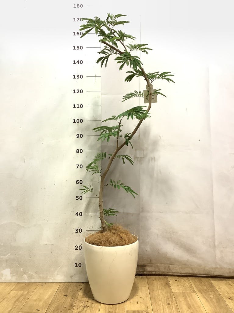 エバーフレッシュ 8号 | 観葉植物 | インテリアやギフトに - Hitohana