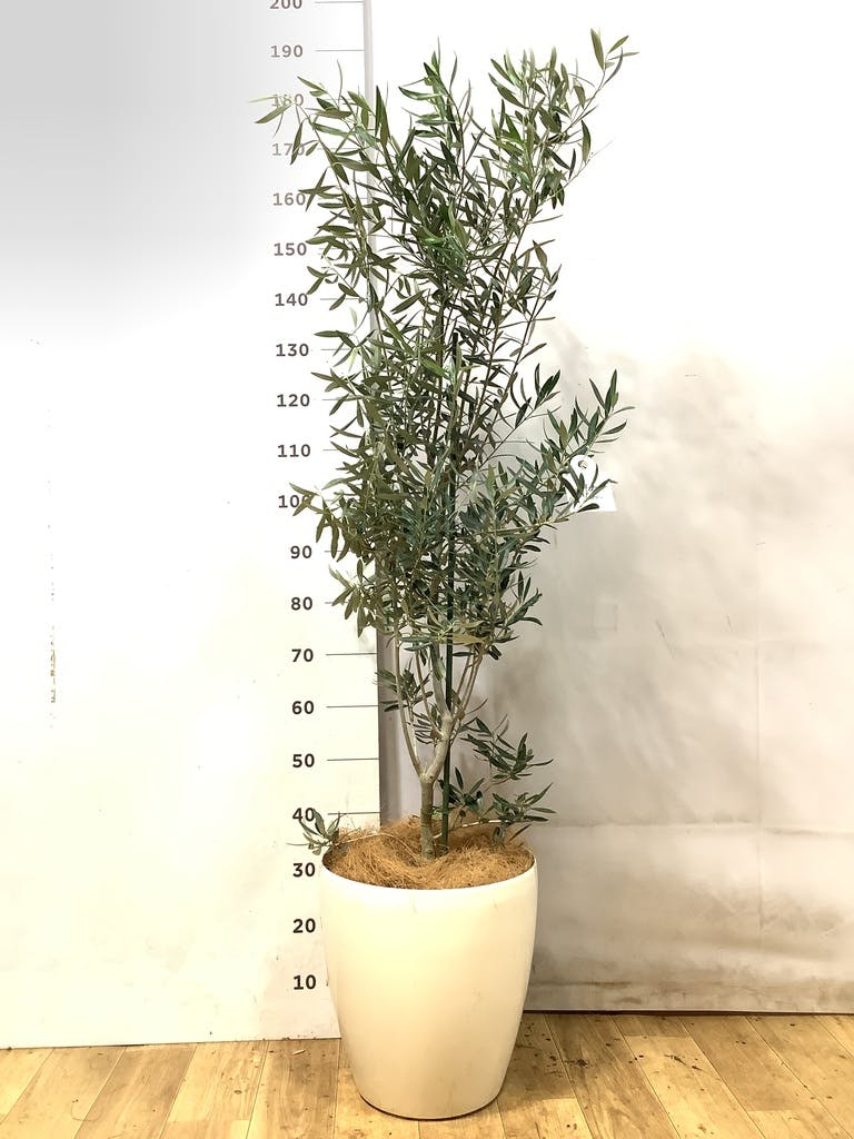 オリーブの木 9号 | 観葉植物通販 HitoHana（ひとはな）