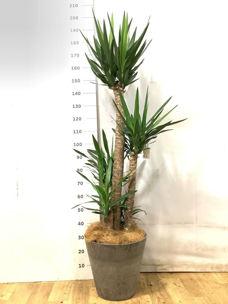 ユッカ 大型 | 観葉植物通販HitoHana(ひとはな)