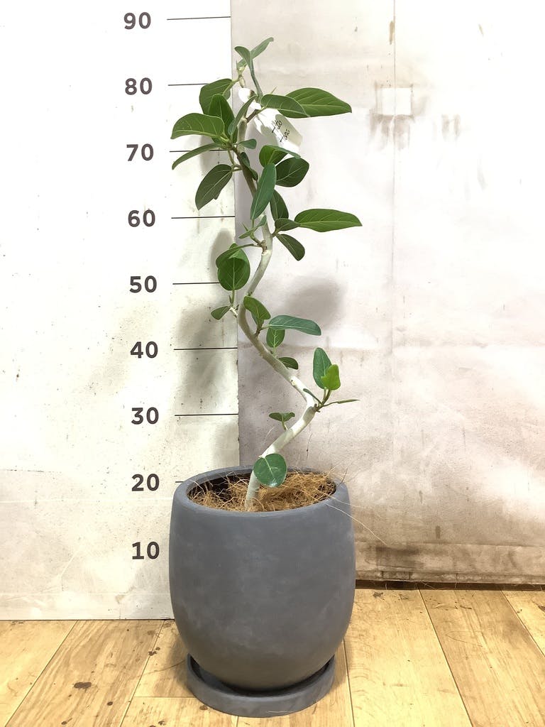 フィカス ベンガレンシス 5号 | 観葉植物通販 HitoHana（ひとはな）
