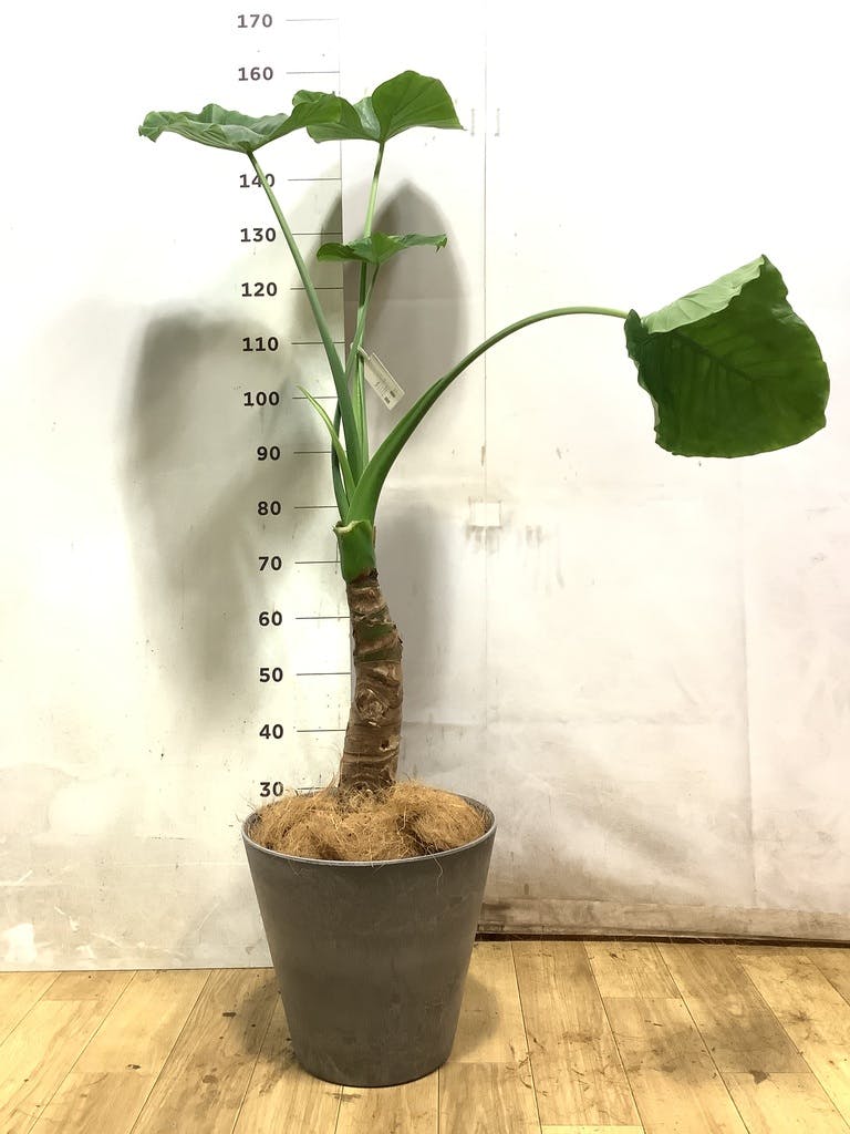 アロカシア 8号 | 観葉植物の通販ならHitoHana（ひとはな）