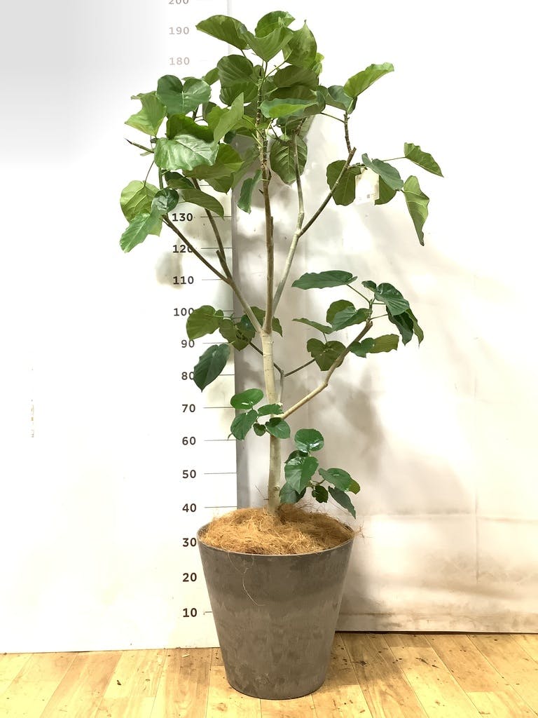 ウンベラータ 10号 | 観葉植物の通販ならHitoHana（ひとはな）
