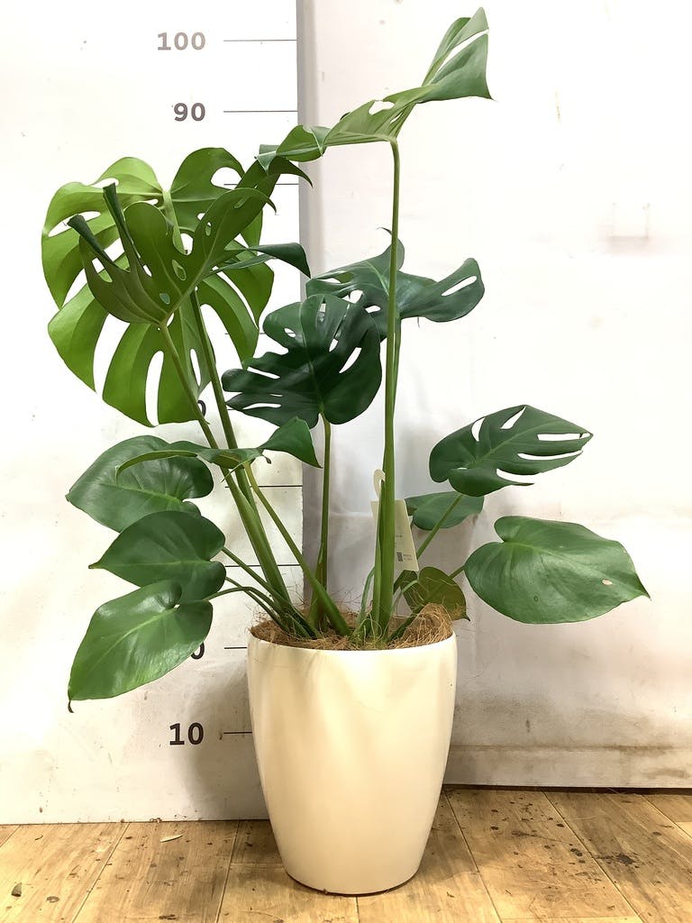 モンステラ 6号 | 観葉植物 | インテリアやギフトに - Hitohana（ひと