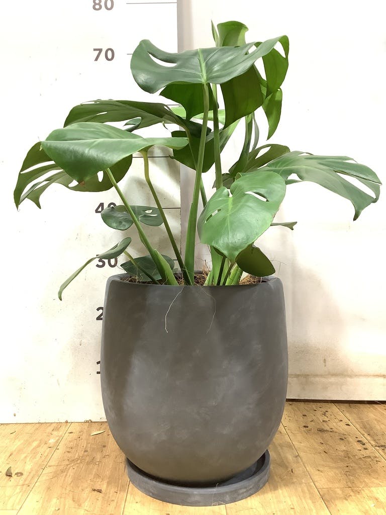 モンステラ 6号 | 観葉植物 | インテリアやギフトに - Hitohana（ひと