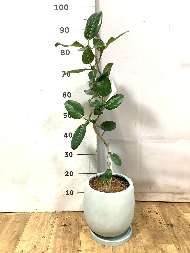フィカス ベンガレンシス 5号 | 観葉植物通販 HitoHana（ひとはな）