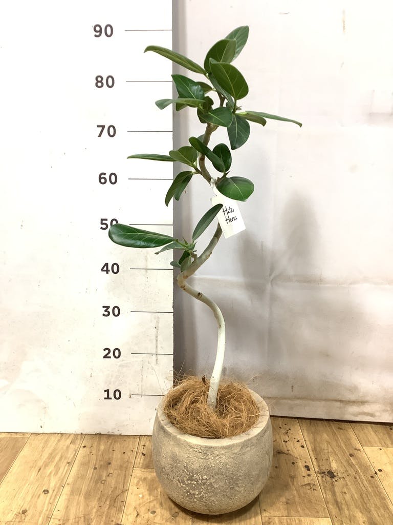 フィカス ベンガレンシス 5号 | 観葉植物通販 HitoHana（ひとはな）