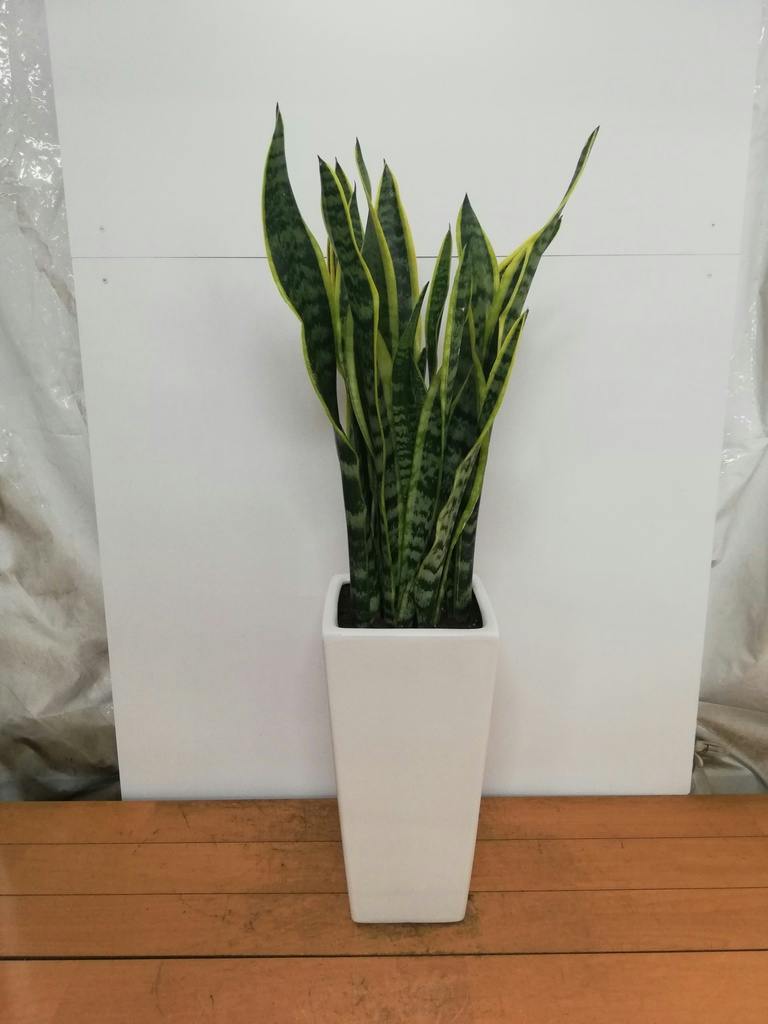 サンスベリア 7号 | 観葉植物 | インテリアやギフトに - Hitohana