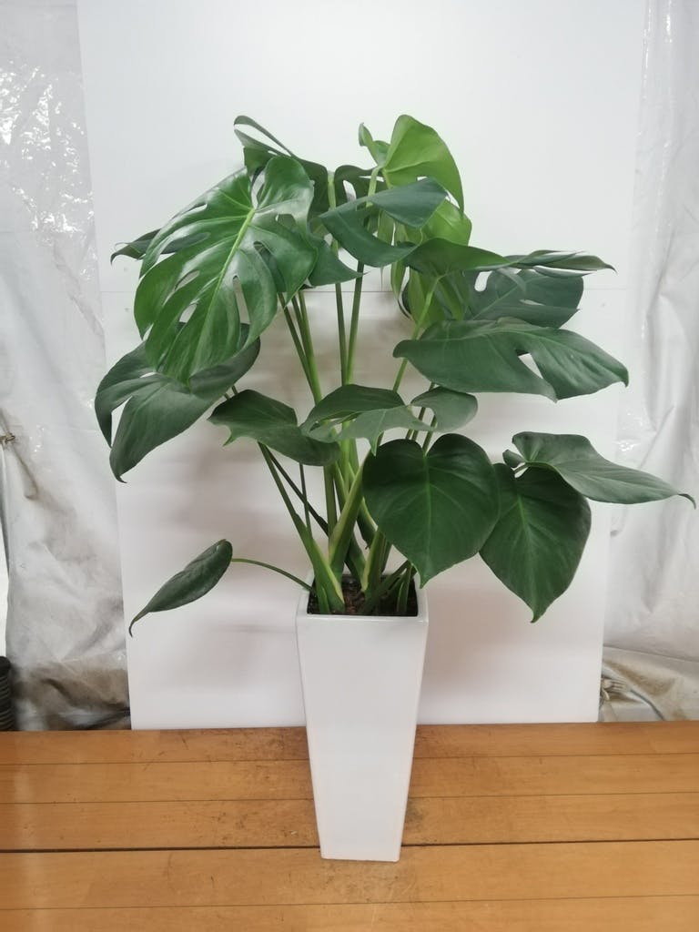 モンステラ 大型 | 観葉植物通販HitoHana(ひとはな)