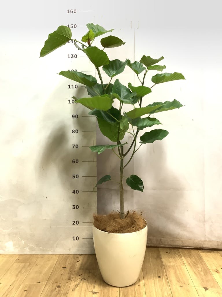 ウンベラータ 8号 | 観葉植物の通販ならHitoHana（ひとはな）