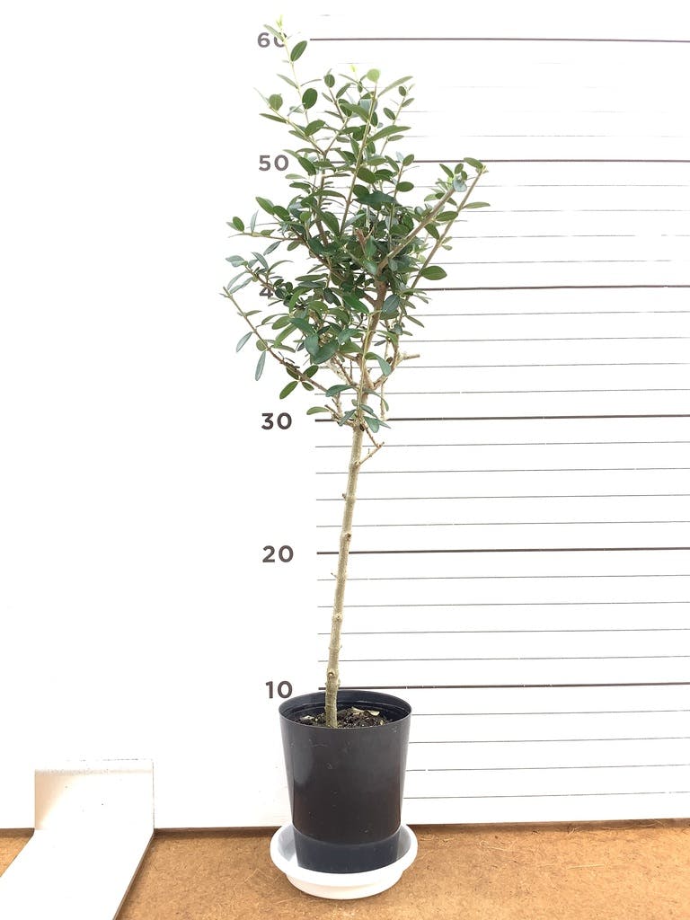 オリーブの木 9号 | 観葉植物通販 HitoHana（ひとはな）