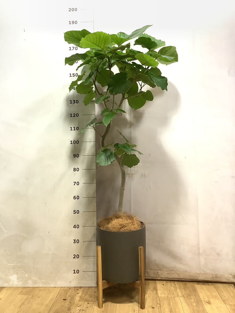 ウンベラータ 8号 | 観葉植物の通販ならHitoHana（ひとはな）