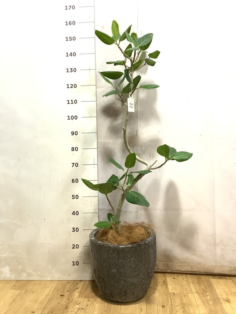 フィカス ベンガレンシス 8号 曲がり | 観葉植物通販 Hitohana（ひとはな）