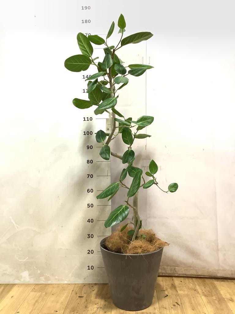 フィカス ベンガレンシス 8号 曲がり | 観葉植物通販 Hitohana（ひとはな）