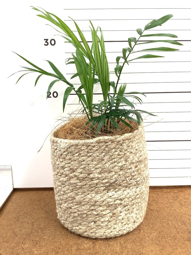 テーブルヤシ 4号 | 観葉植物 | インテリアやギフトに - Hitohana