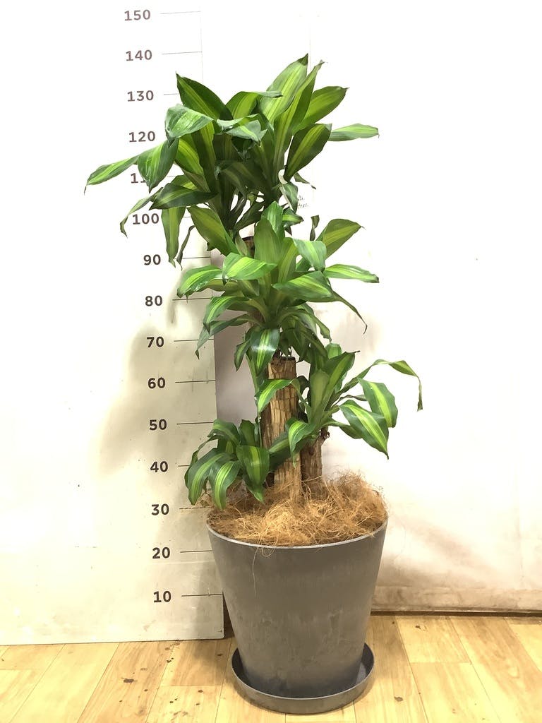 ドラセナ幸福の木 大型 | 観葉植物通販HitoHana(ひとはな)