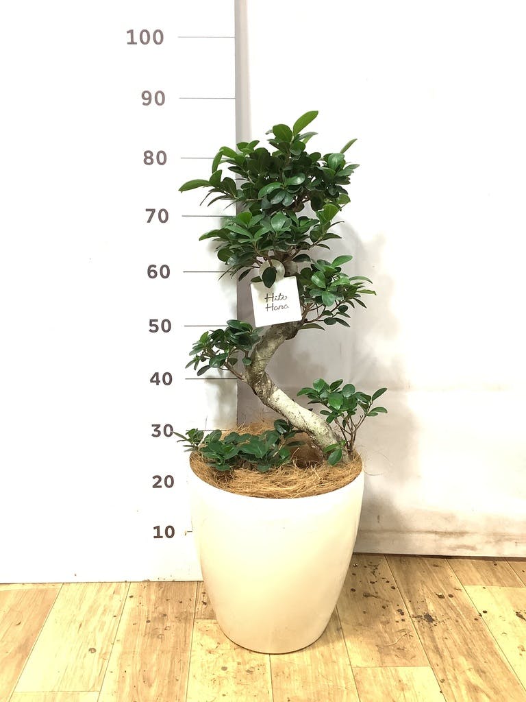 ガジュマル 8号 | 観葉植物通販HitoHana(ひとはな)