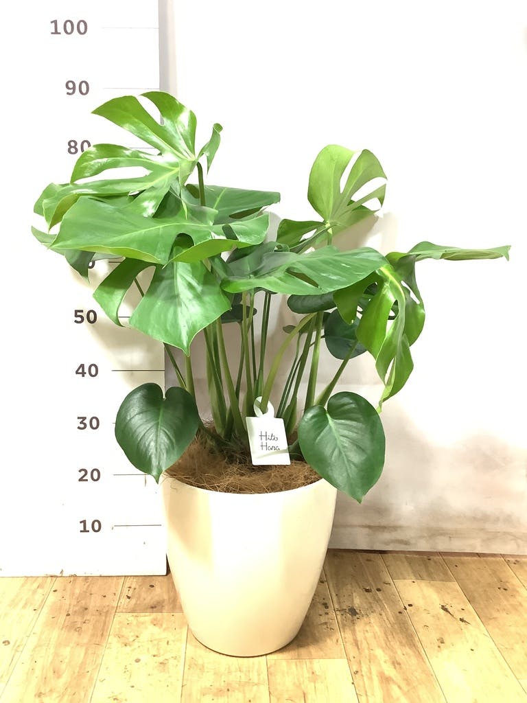 モンステラ 8号 | 観葉植物 | インテリアやギフトに - Hitohana（ひと