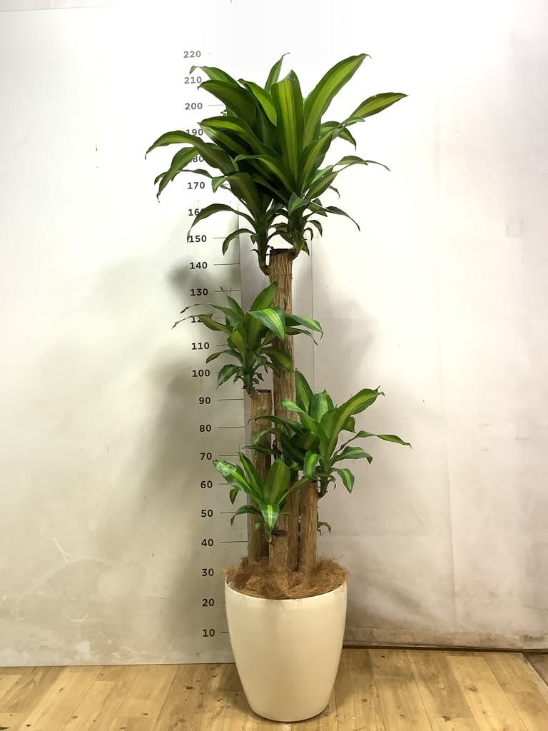 ドラセナ幸福の木 大型 | 観葉植物通販HitoHana(ひとはな)