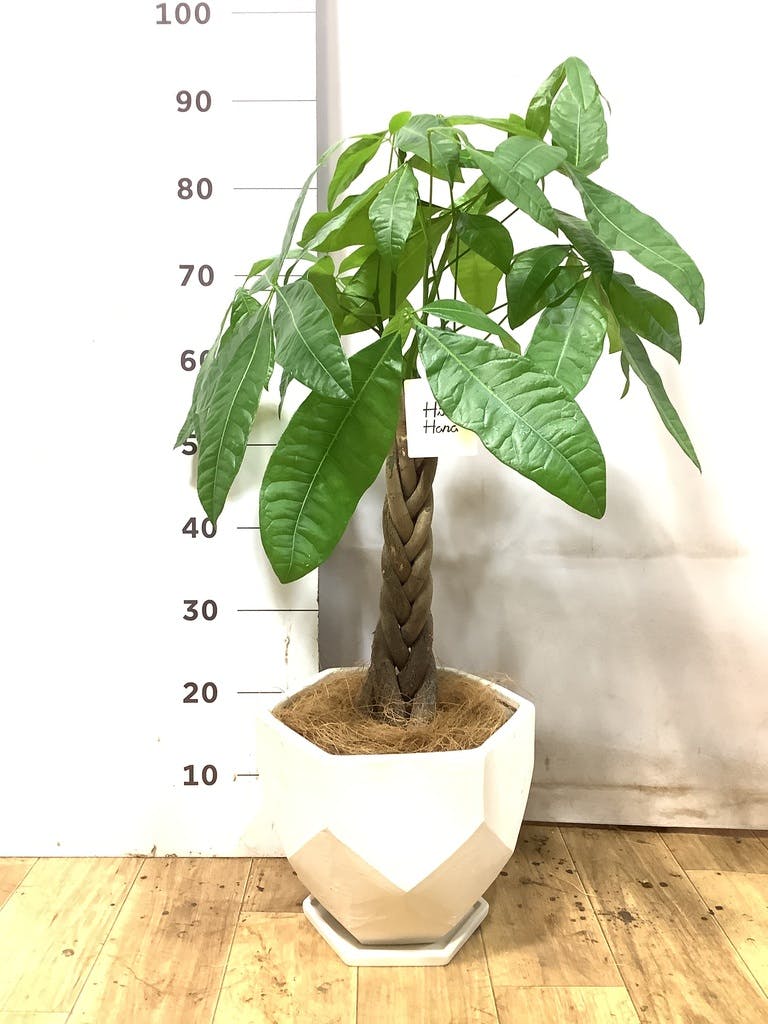パキラ 1点もの | 観葉植物の通販ならHitoHana（ひとはな）