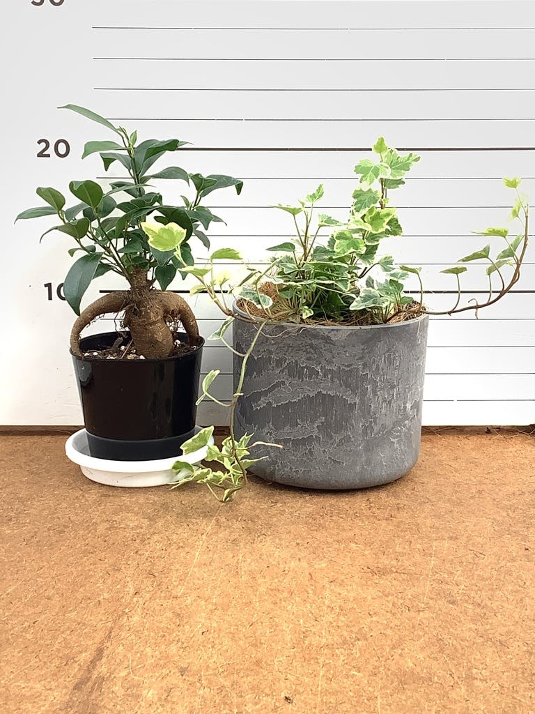 ガジュマル パンダ 8号 | 観葉植物通販HitoHana(ひとはな)