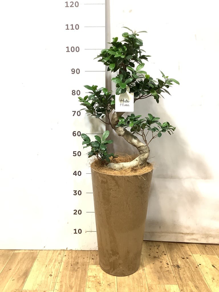 ガジュマル 8号 | 観葉植物通販HitoHana(ひとはな)