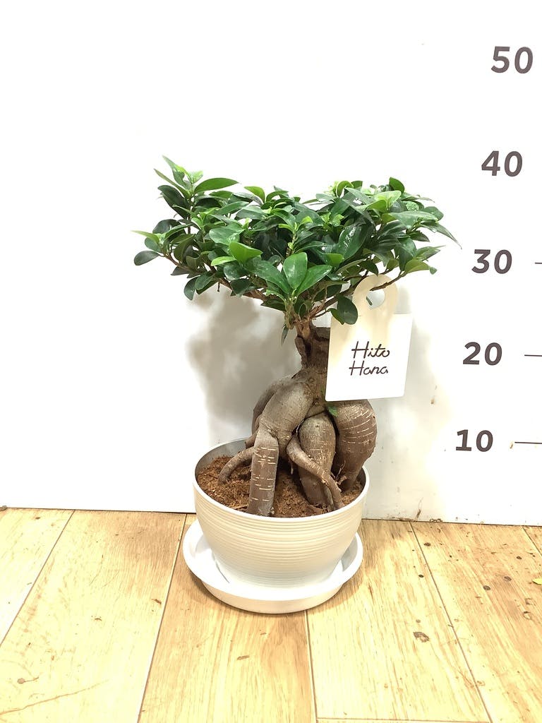 ガジュマル パンダ 8号 | 観葉植物通販HitoHana(ひとはな)